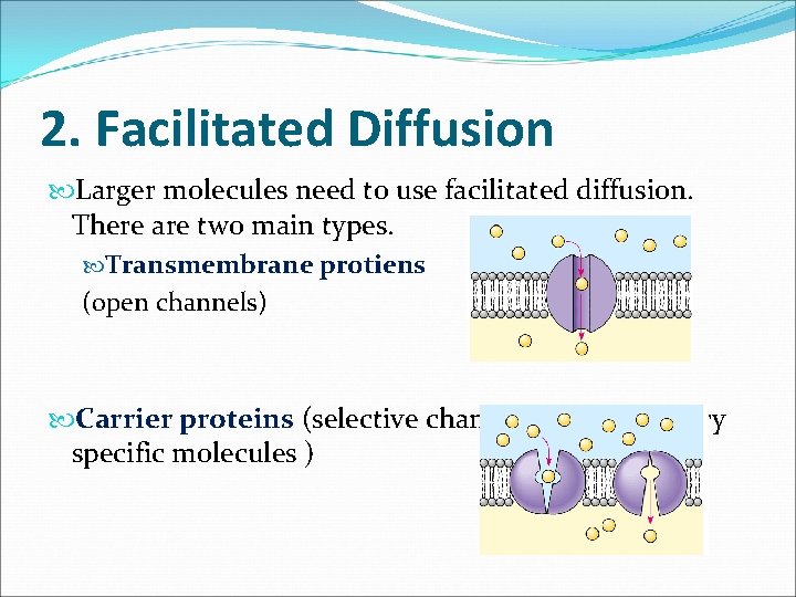 2. Facilitated Diffusion Larger molecules need to use facilitated diffusion. There are two main