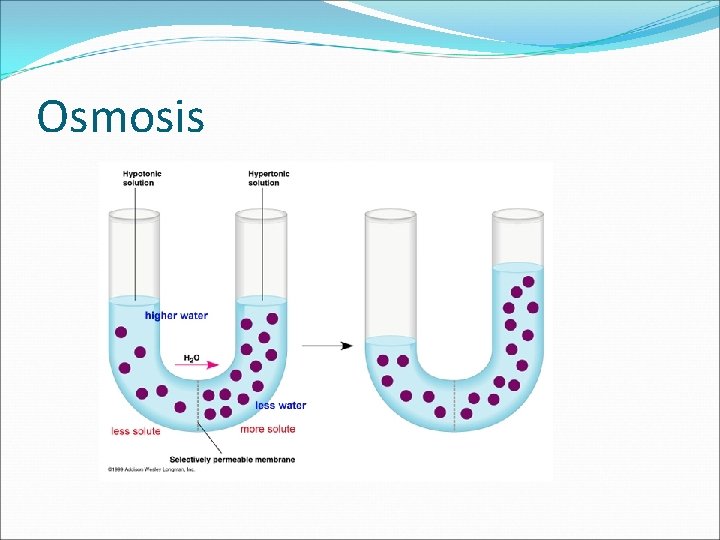 Osmosis 