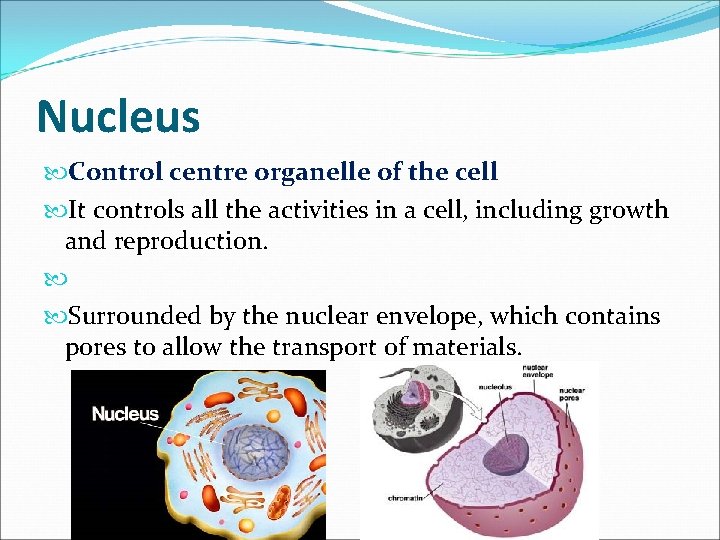 Nucleus Control centre organelle of the cell It controls all the activities in a