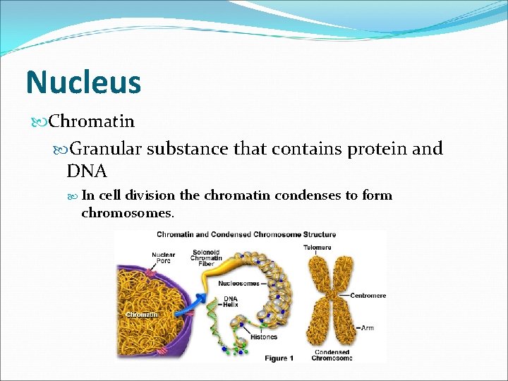 Nucleus Chromatin Granular substance that contains protein and DNA In cell division the chromatin