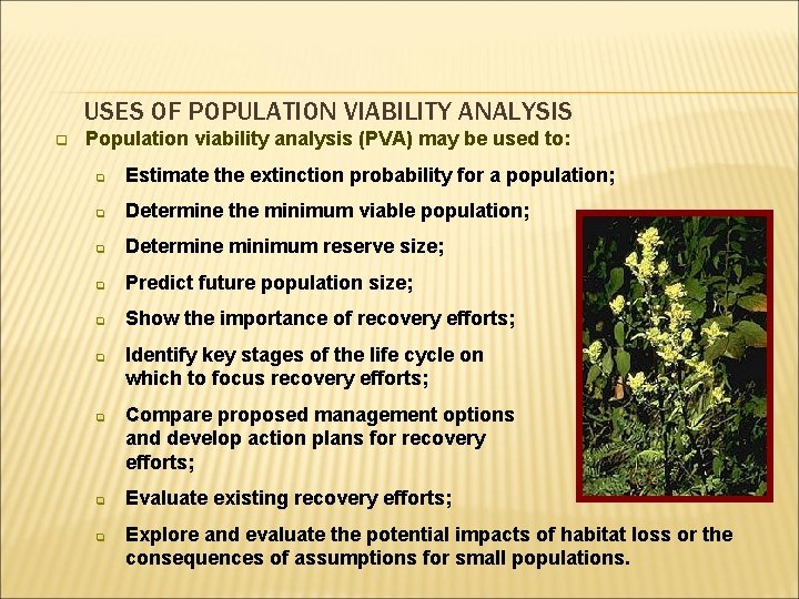 USES OF POPULATION VIABILITY ANALYSIS q Population viability analysis (PVA) may be used to: