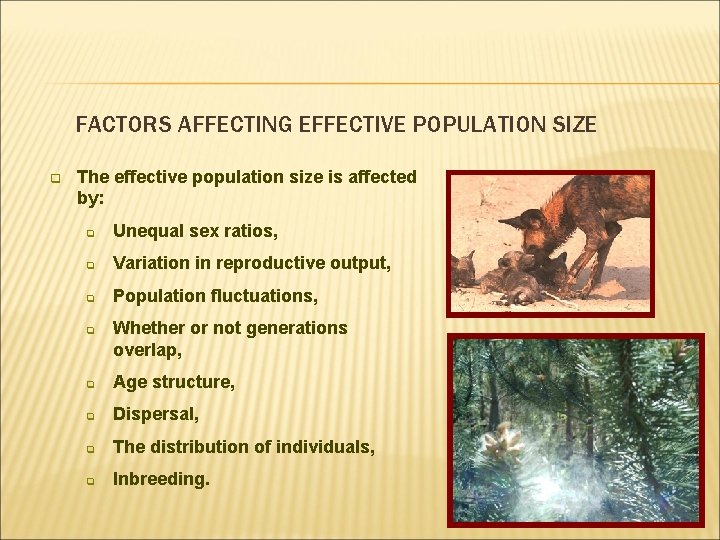 FACTORS AFFECTING EFFECTIVE POPULATION SIZE q The effective population size is affected by: q