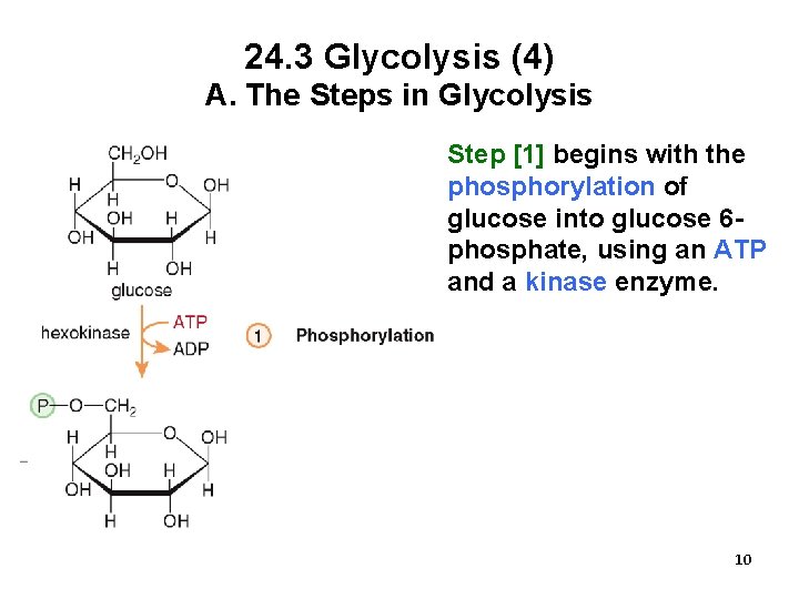 24. 3 Glycolysis (4) A. The Steps in Glycolysis Step [1] begins with the