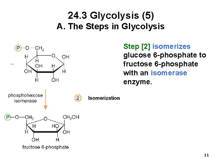 24. 3 Glycolysis (5) A. The Steps in Glycolysis Step [2] isomerizes glucose 6