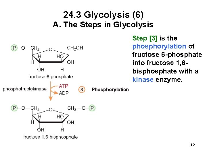 24. 3 Glycolysis (6) A. The Steps in Glycolysis Step [3] is the phosphorylation