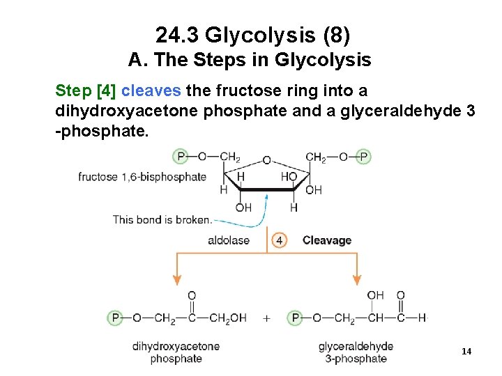 24. 3 Glycolysis (8) A. The Steps in Glycolysis Step [4] cleaves the fructose