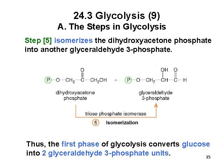24. 3 Glycolysis (9) A. The Steps in Glycolysis Step [5] isomerizes the dihydroxyacetone