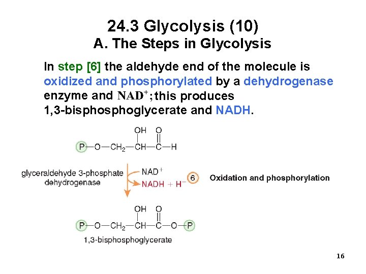 24. 3 Glycolysis (10) A. The Steps in Glycolysis In step [6] the aldehyde