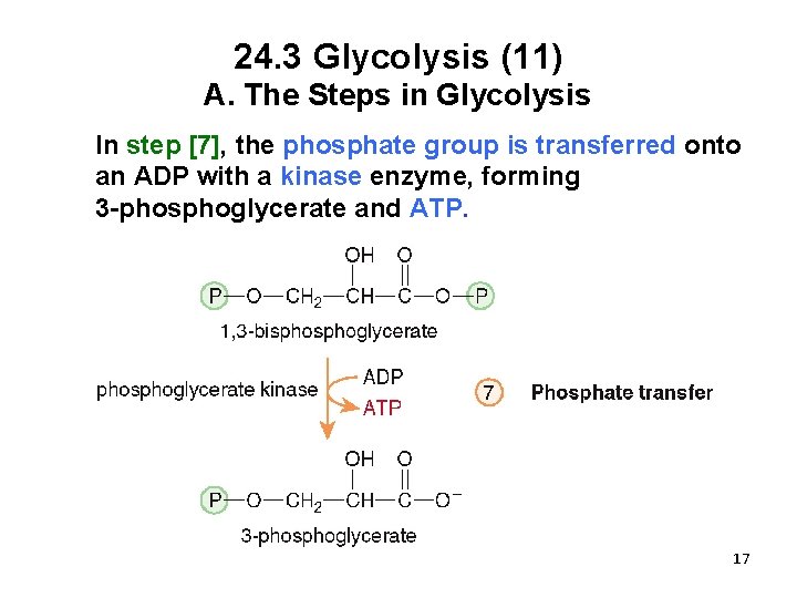 24. 3 Glycolysis (11) A. The Steps in Glycolysis In step [7], the phosphate