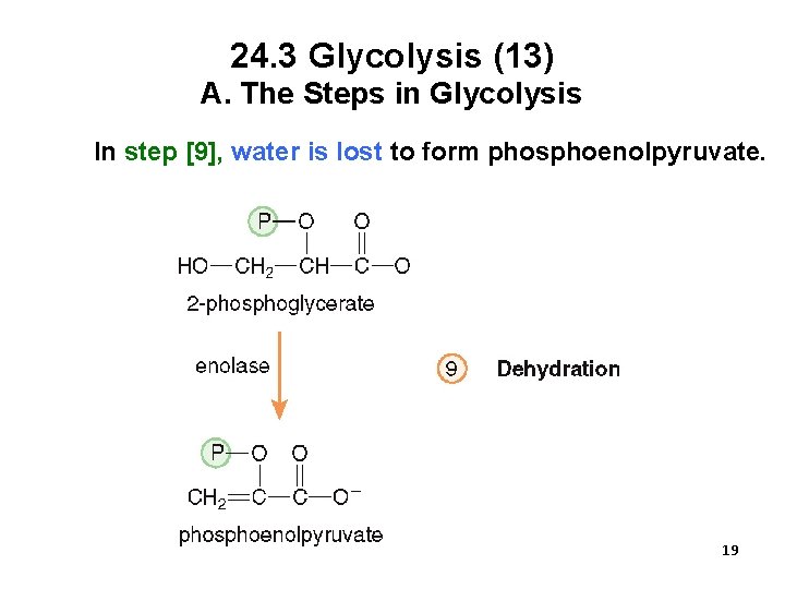 24. 3 Glycolysis (13) A. The Steps in Glycolysis In step [9], water is