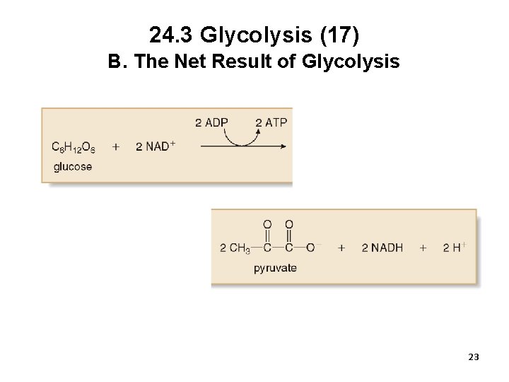 24. 3 Glycolysis (17) B. The Net Result of Glycolysis 23 
