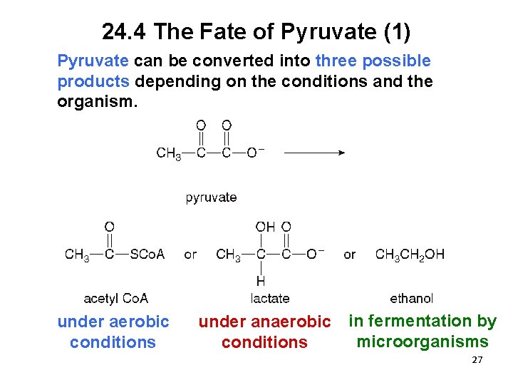 24. 4 The Fate of Pyruvate (1) Pyruvate can be converted into three possible