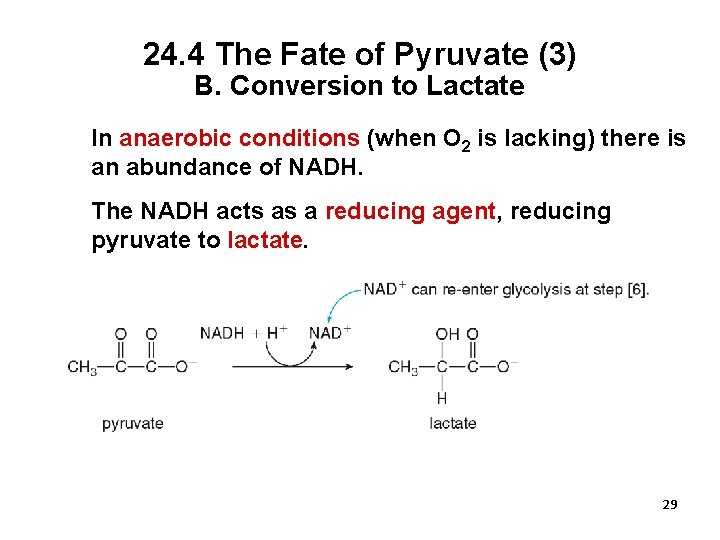 24. 4 The Fate of Pyruvate (3) B. Conversion to Lactate In anaerobic conditions