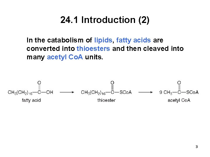 24. 1 Introduction (2) In the catabolism of lipids, fatty acids are converted into