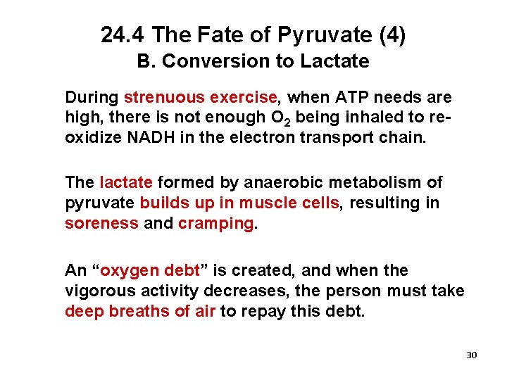 24. 4 The Fate of Pyruvate (4) B. Conversion to Lactate During strenuous exercise,