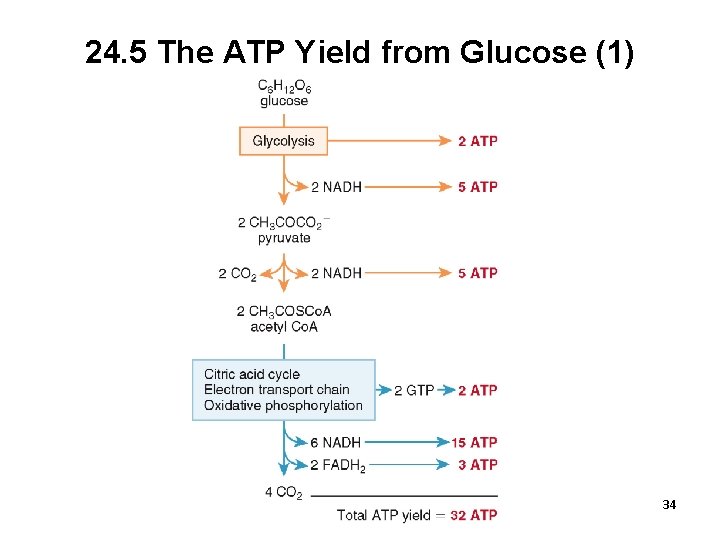 24. 5 The ATP Yield from Glucose (1) 34 