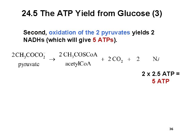 24. 5 The ATP Yield from Glucose (3) Second, oxidation of the 2 pyruvates