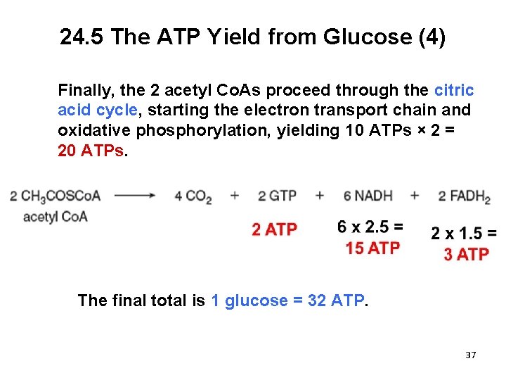 24. 5 The ATP Yield from Glucose (4) Finally, the 2 acetyl Co. As