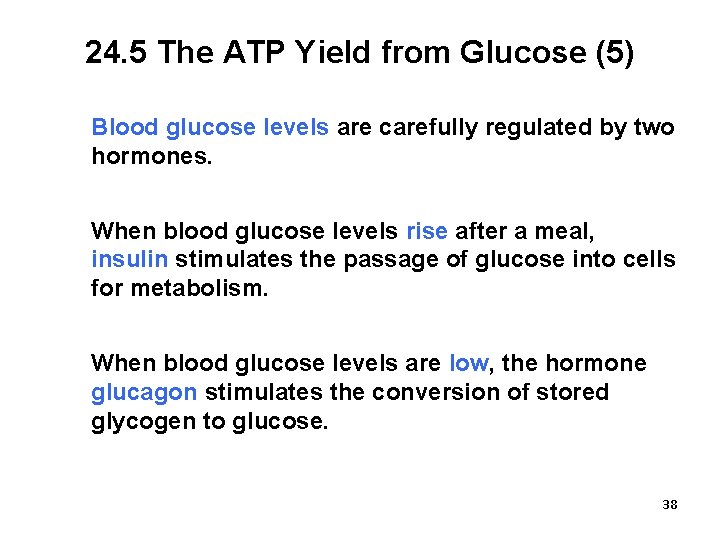 24. 5 The ATP Yield from Glucose (5) Blood glucose levels are carefully regulated