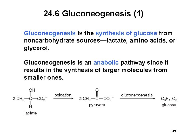 24. 6 Gluconeogenesis (1) Gluconeogenesis is the synthesis of glucose from noncarbohydrate sources—lactate, amino