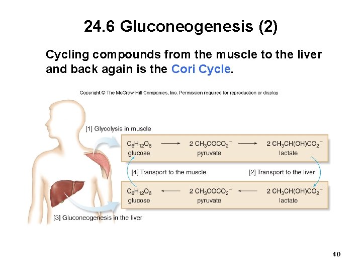 24. 6 Gluconeogenesis (2) Cycling compounds from the muscle to the liver and back
