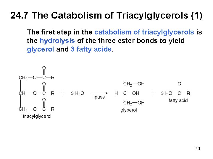 24. 7 The Catabolism of Triacylglycerols (1) The first step in the catabolism of