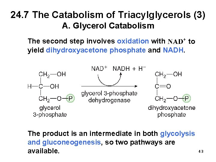 24. 7 The Catabolism of Triacylglycerols (3) A. Glycerol Catabolism The second step involves