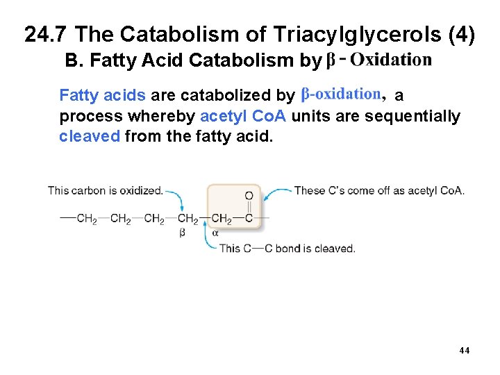 24. 7 The Catabolism of Triacylglycerols (4) B. Fatty Acid Catabolism by Fatty acids