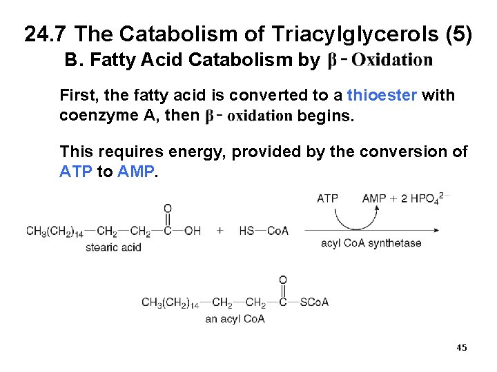 24. 7 The Catabolism of Triacylglycerols (5) B. Fatty Acid Catabolism by First, the