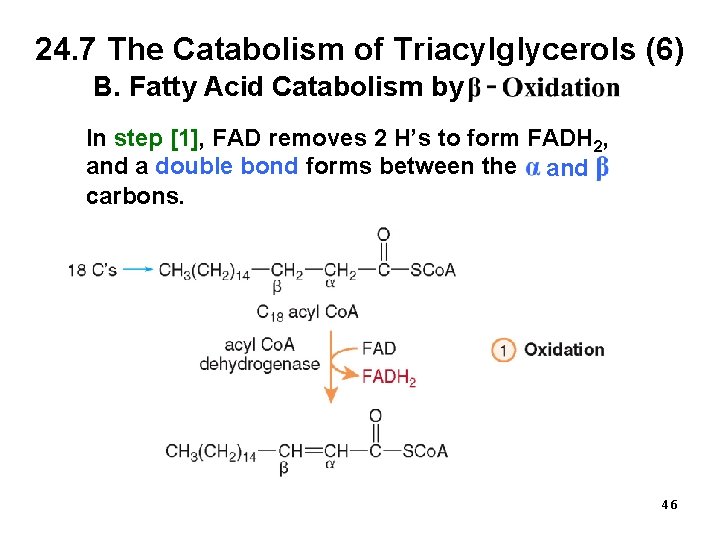 24. 7 The Catabolism of Triacylglycerols (6) B. Fatty Acid Catabolism by In step