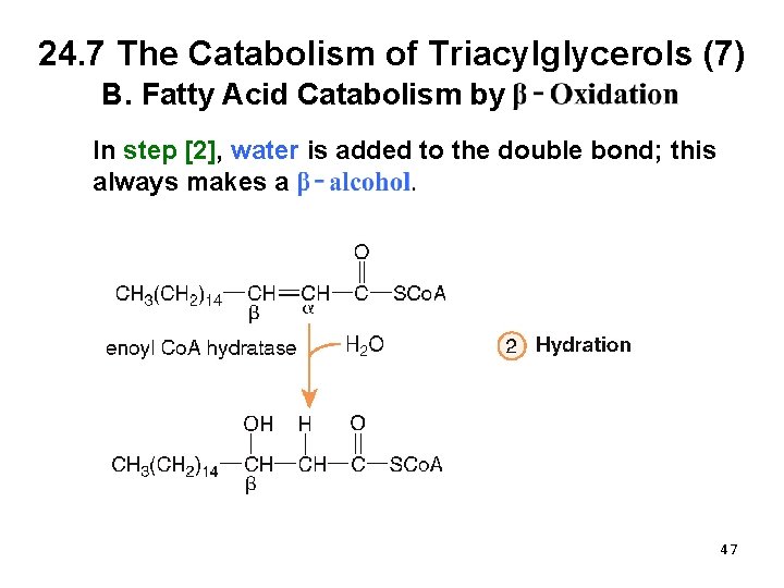 24. 7 The Catabolism of Triacylglycerols (7) B. Fatty Acid Catabolism by In step