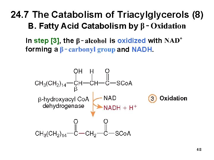 24. 7 The Catabolism of Triacylglycerols (8) B. Fatty Acid Catabolism by In step