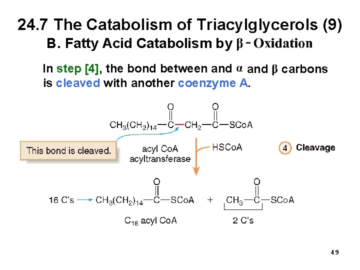 24. 7 The Catabolism of Triacylglycerols (9) B. Fatty Acid Catabolism by In step