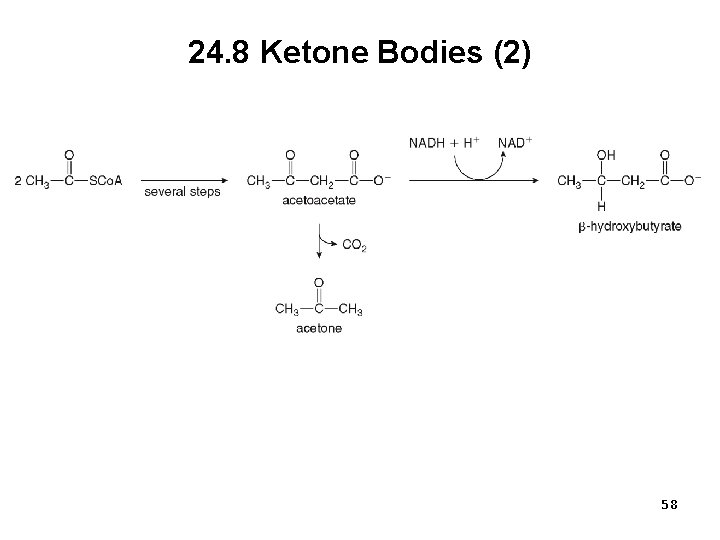 24. 8 Ketone Bodies (2) 58 