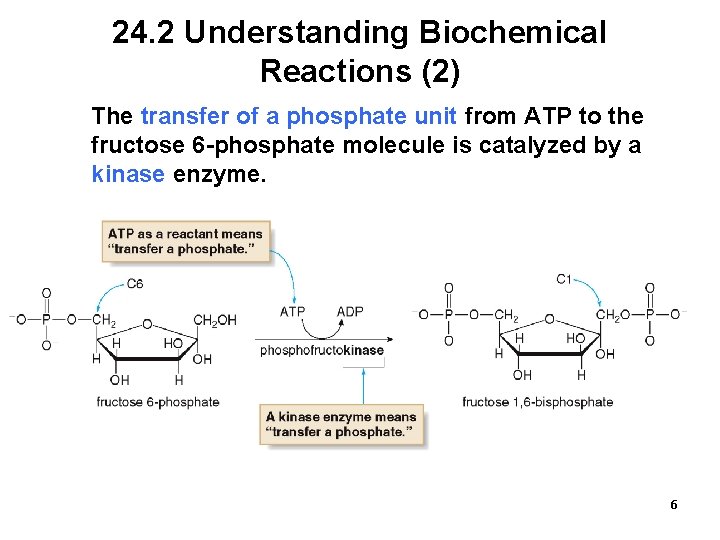 24. 2 Understanding Biochemical Reactions (2) The transfer of a phosphate unit from ATP