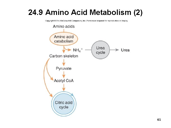 24. 9 Amino Acid Metabolism (2) 61 