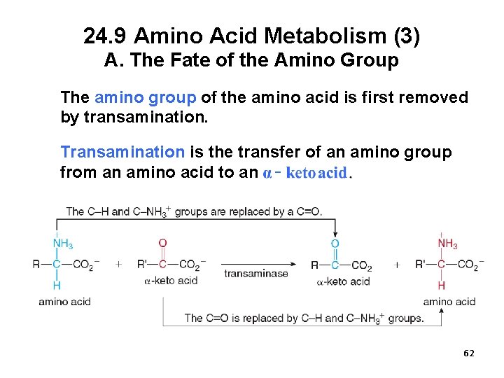 24. 9 Amino Acid Metabolism (3) A. The Fate of the Amino Group The