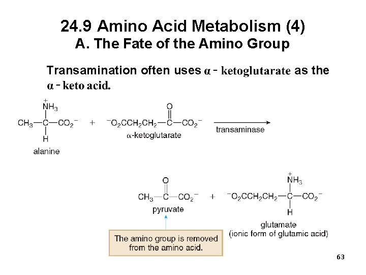 24. 9 Amino Acid Metabolism (4) A. The Fate of the Amino Group Transamination