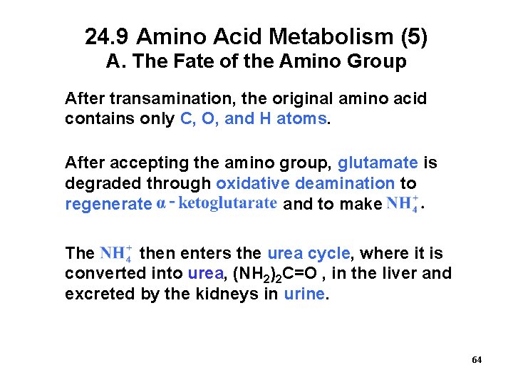 24. 9 Amino Acid Metabolism (5) A. The Fate of the Amino Group After