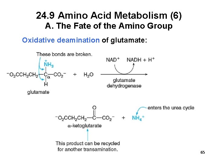 24. 9 Amino Acid Metabolism (6) A. The Fate of the Amino Group Oxidative