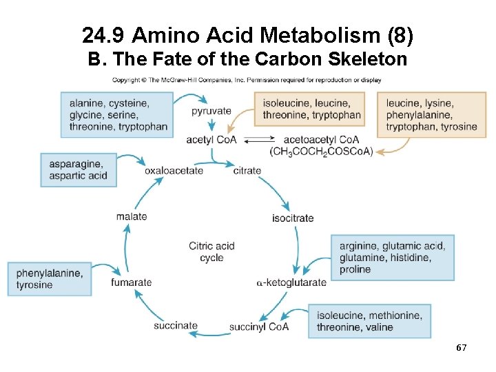 24. 9 Amino Acid Metabolism (8) B. The Fate of the Carbon Skeleton 67