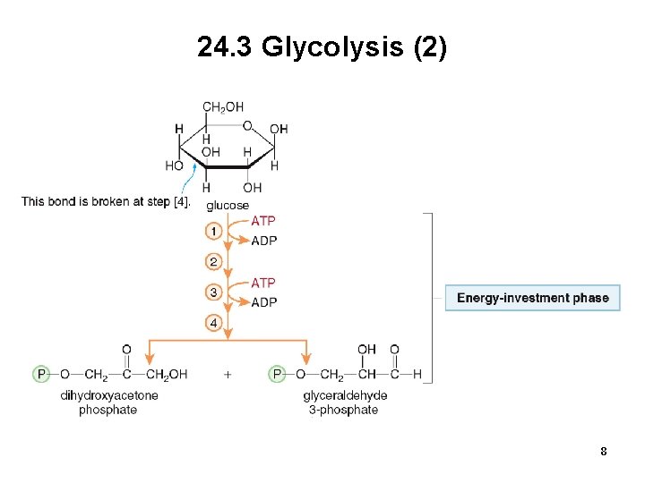 24. 3 Glycolysis (2) 8 