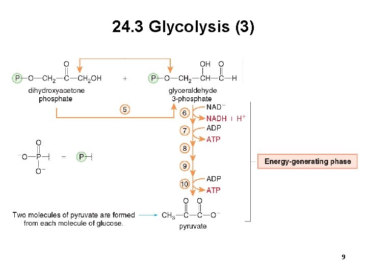 24. 3 Glycolysis (3) 9 