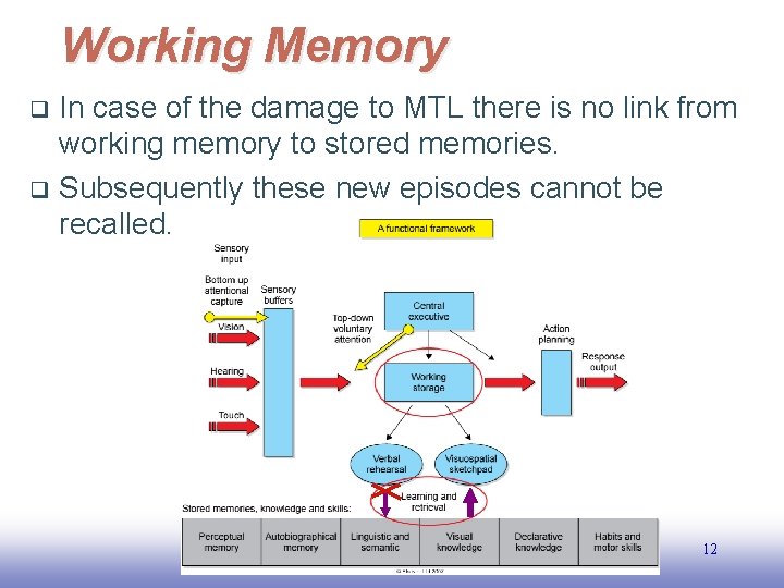 Working Memory In case of the damage to MTL there is no link from