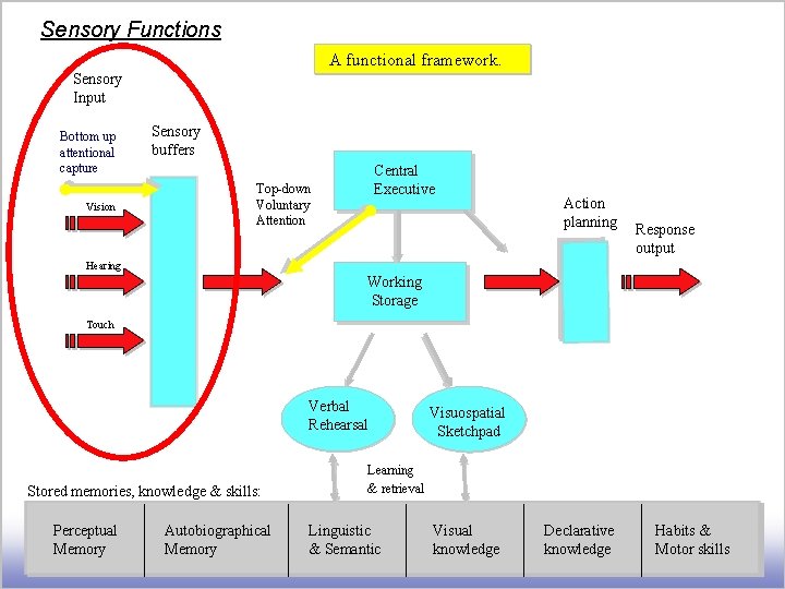 Sensory Functions A functional framework. Sensory Input Bottom up attentional capture Vision Sensory buffers
