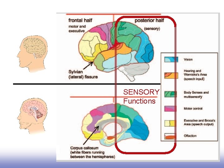 Sensory functions and sensory memory tend to be in the posterior half of cortex.