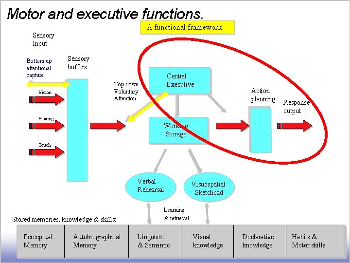 Motor and executive functions. A functional framework. Sensory Input Bottom up attentional capture Vision