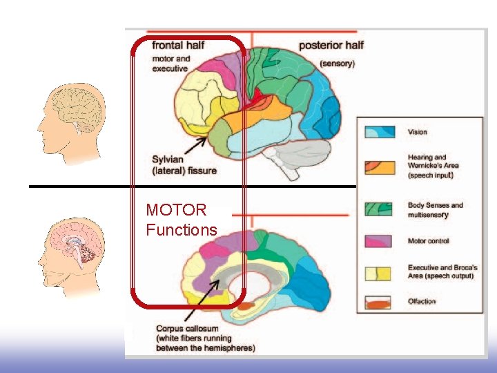 Motor functions and planning are frontal. Left lateral view (Left hemisphere) Medial view MOTOR