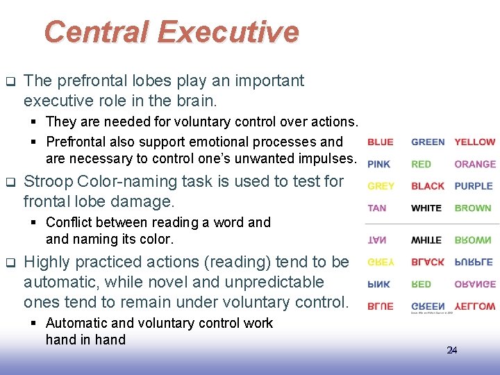Central Executive q The prefrontal lobes play an important executive role in the brain.
