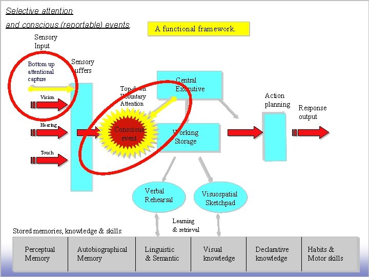 Selective attention and conscious (reportable) events. A functional framework. Sensory Input Bottom up attentional
